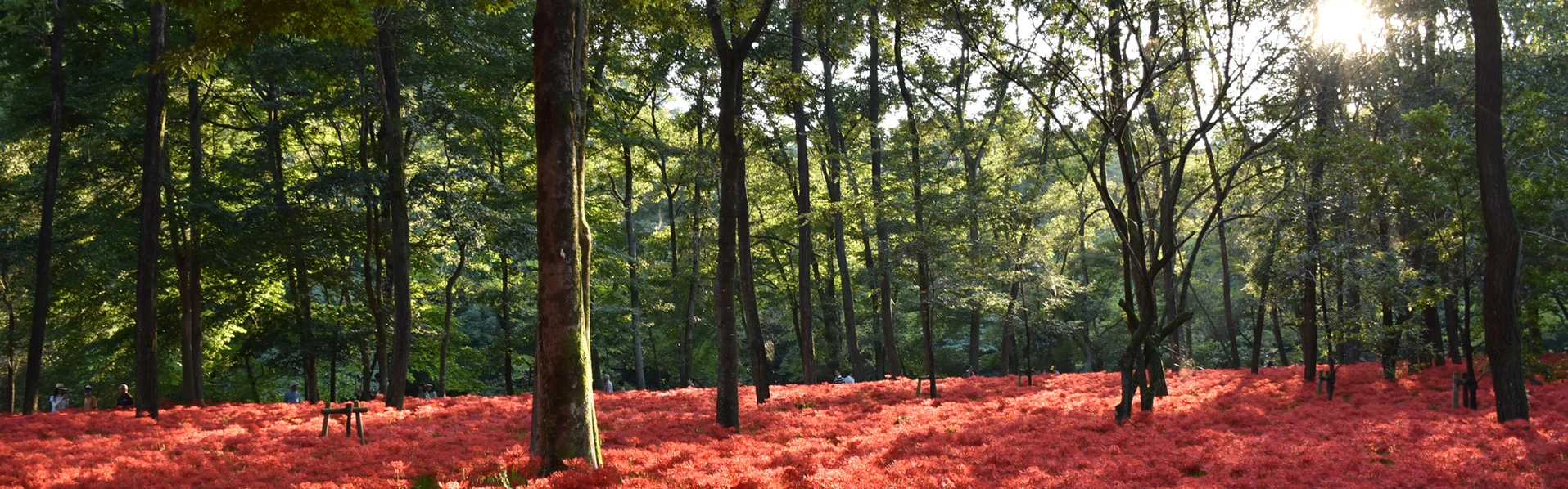 Red Spider Lily Festival at Kinchakuda Manjushage Park 2