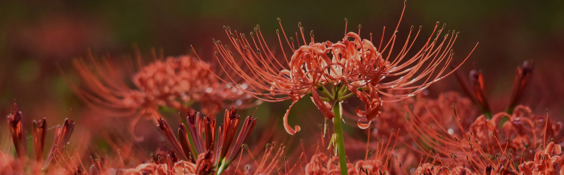 Red Spider Lily Festival at Kinchakuda Manjushage Park 3