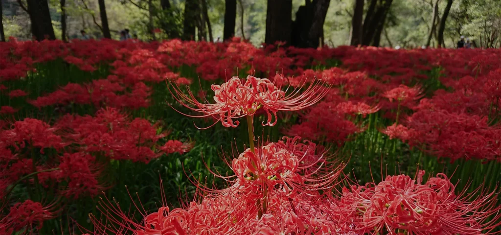 Red Spider Lily Festival at Kinchakuda Manjushage Park 4