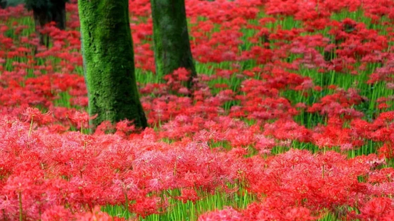 Red Spider Lily Festival at Kinchakuda Manjushage Park