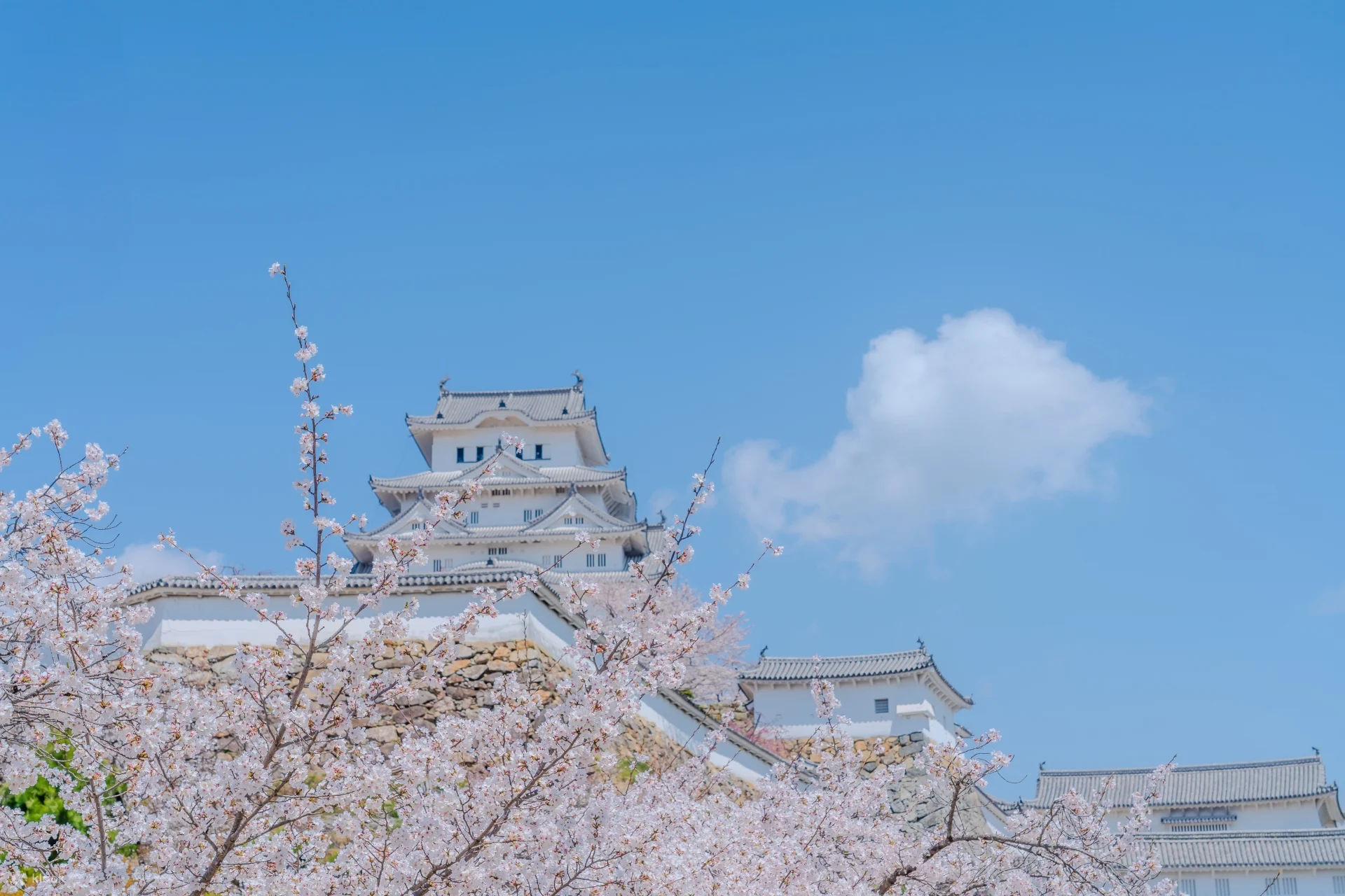 Himeji Castle Cherry Blossom & Strawberry Picking Tour: A Sweet Escape from Osaka!