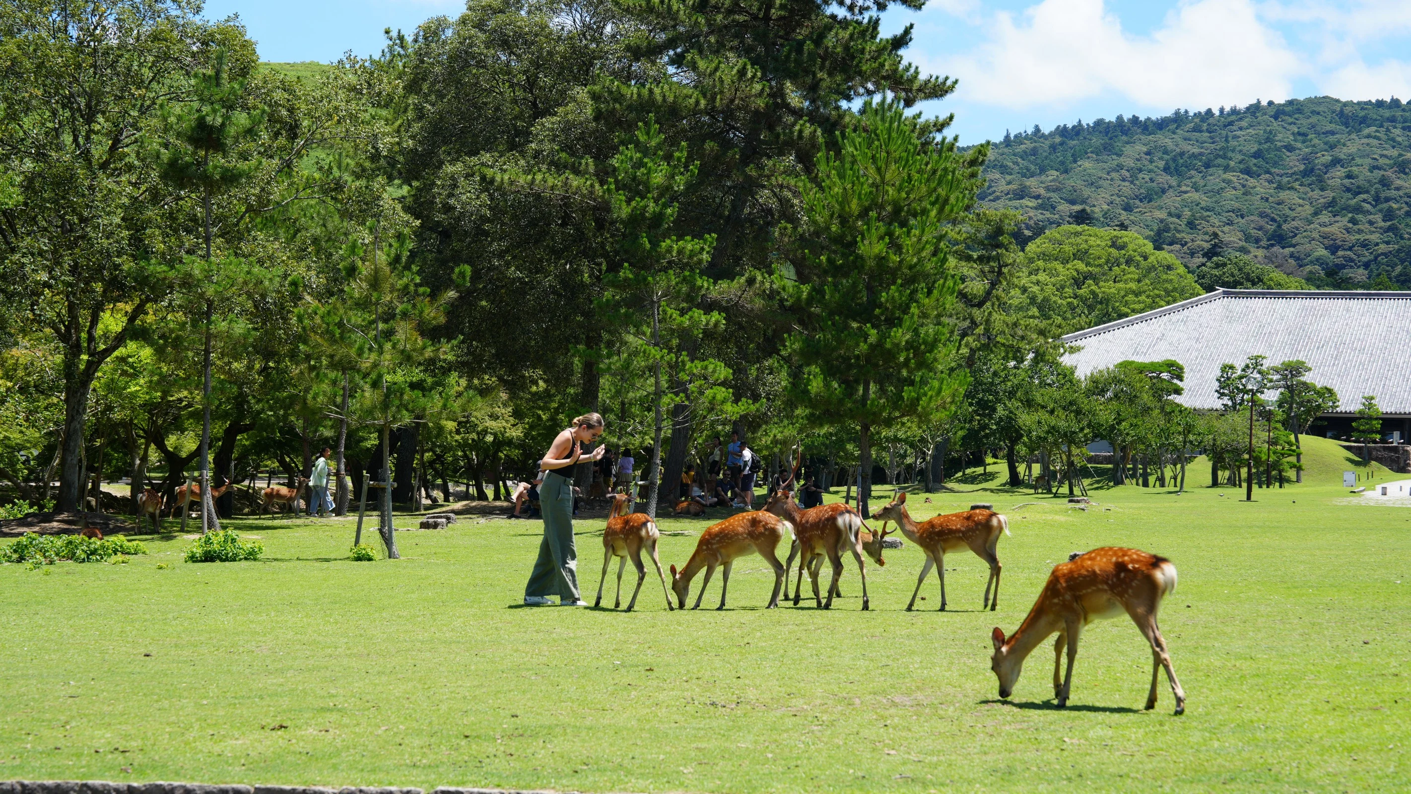 Uji Matcha Day Tour: Explore Nara & Mt. Ikoma from Osaka!