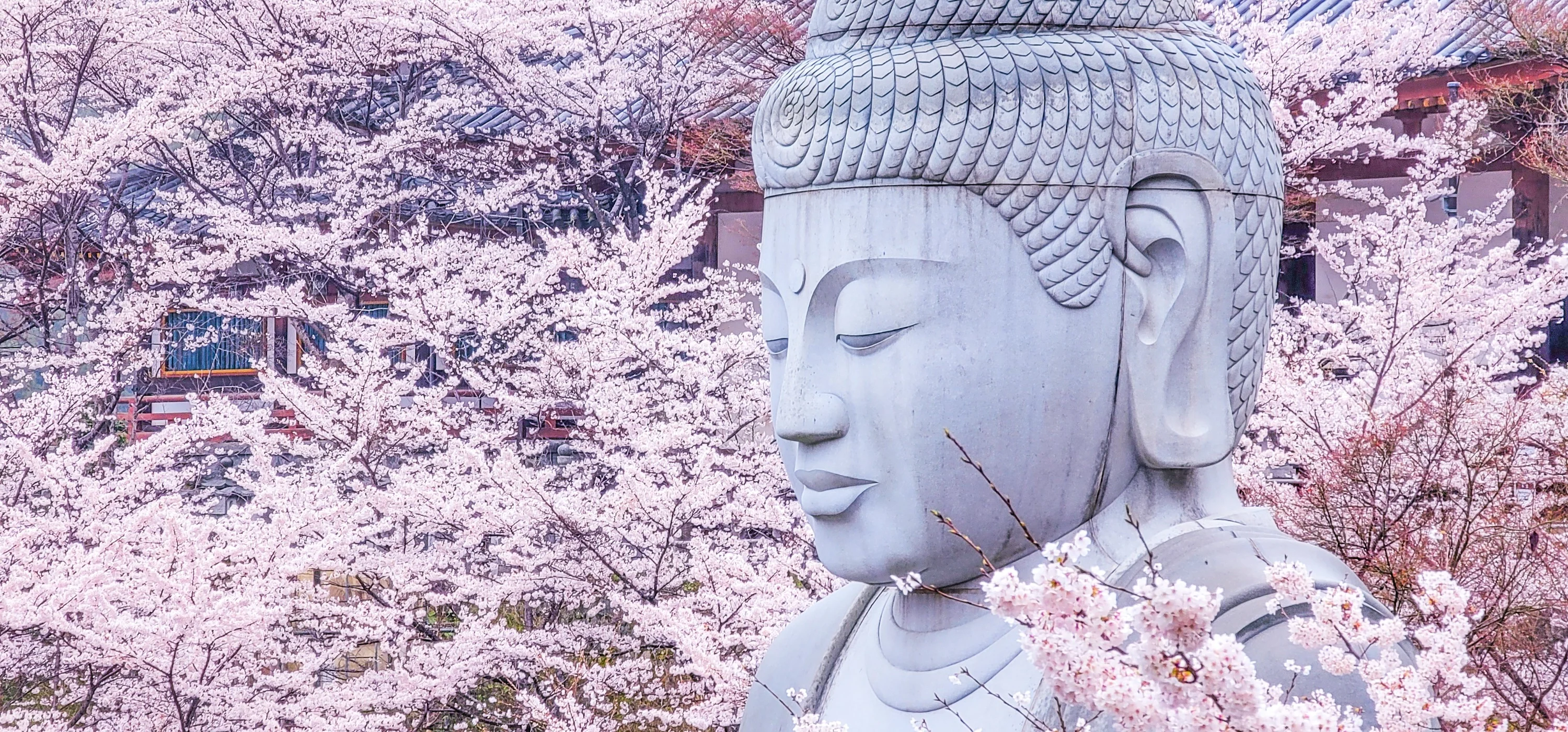 Blossom, Buddha & Berries: A Charming Day Trip to Mt. Yoshino & Strawberry Picking!