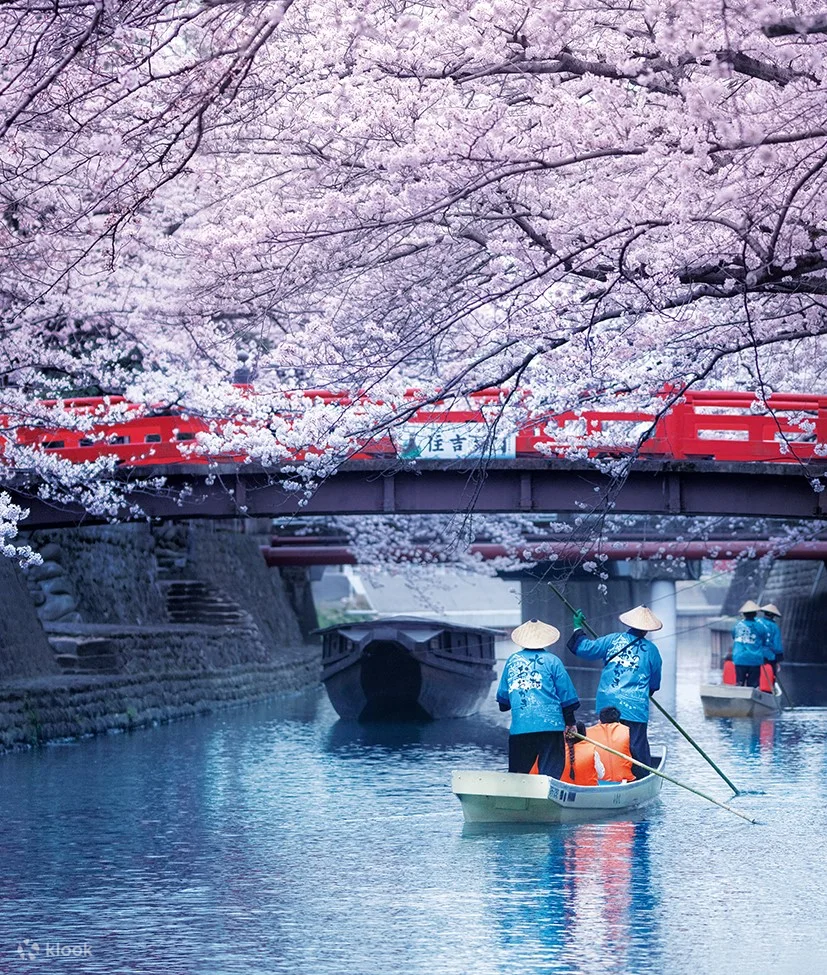 Osaka Day Trip: Sakura Magic & Nabana no Sato Gardens Adventure