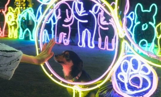 Kobe Illuminage 2025 3