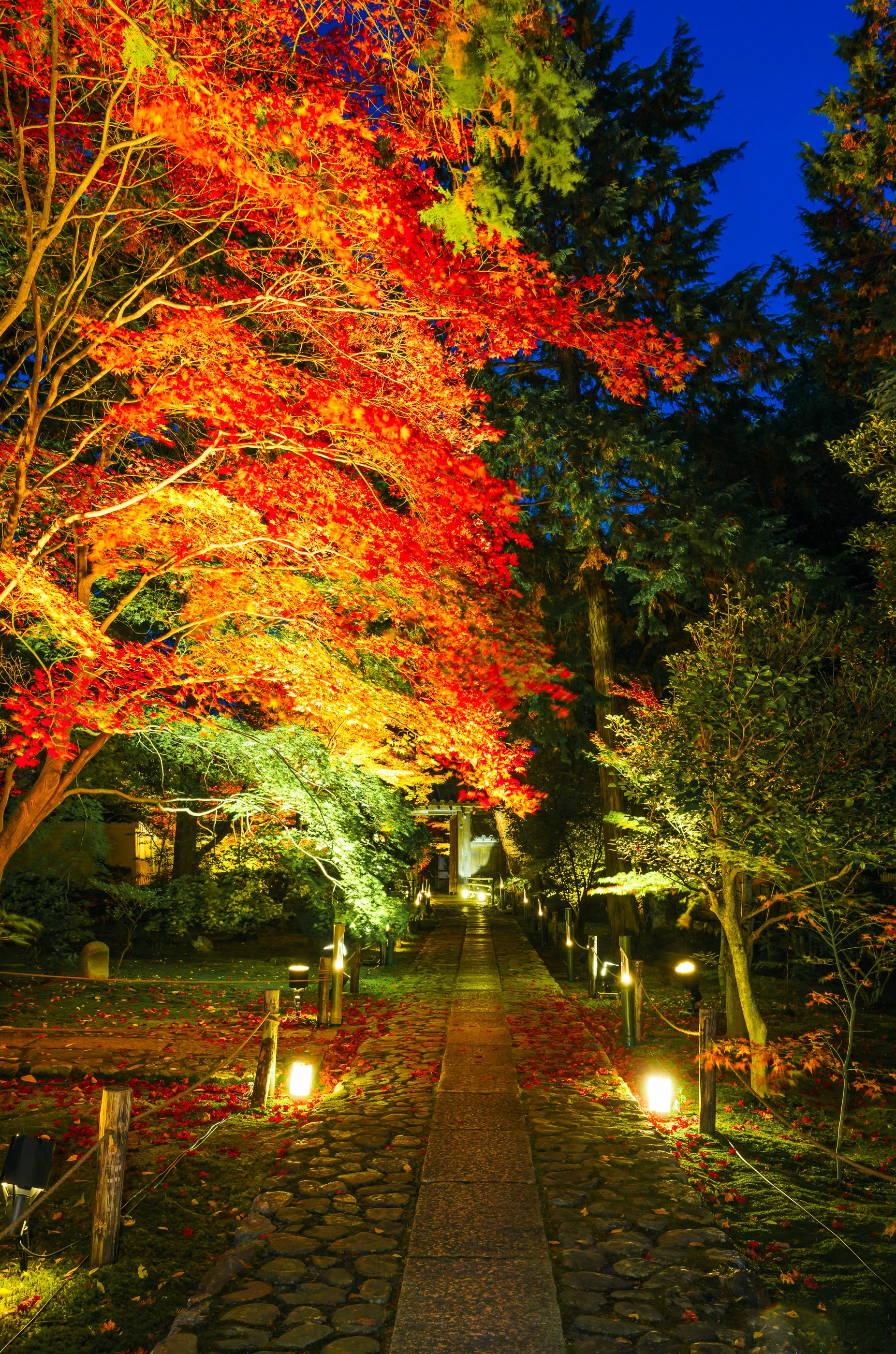 Rokuo in Temple Autumn Night Viewing 3