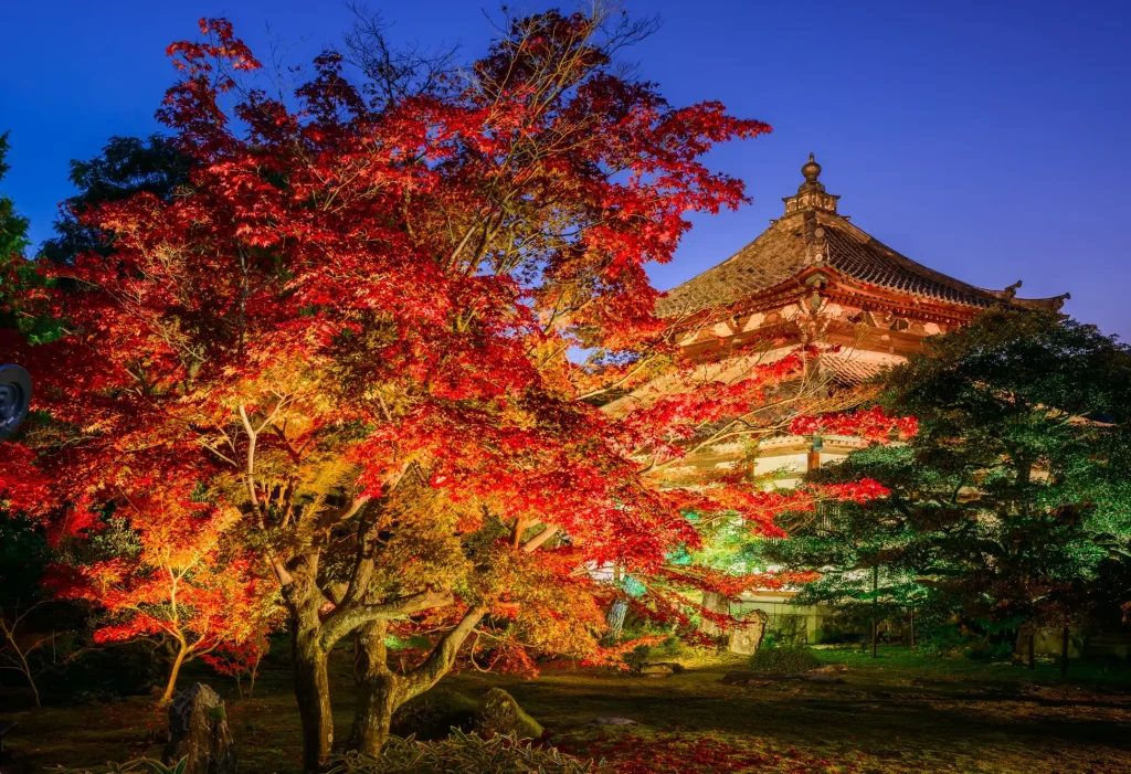 Rokuo in Temple Autumn Night Viewing 4