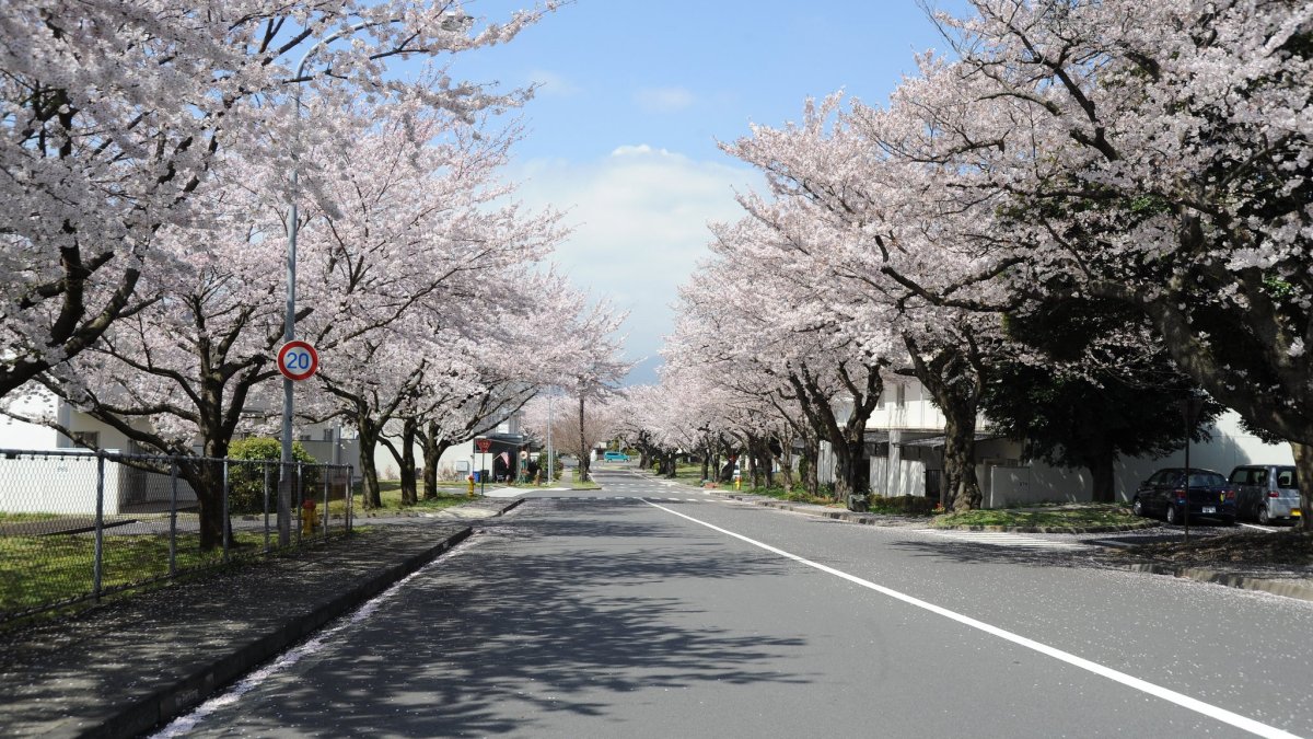 Camp Zama Sakura Festival 2026