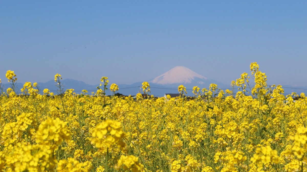 Soleil Hill Nanohana Festival 2026