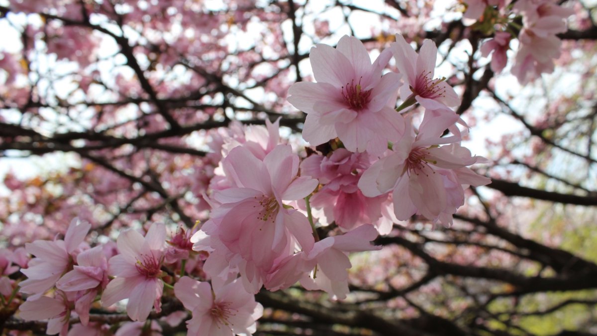 Atomi Gakuen Cherry Blossom Festival 2026