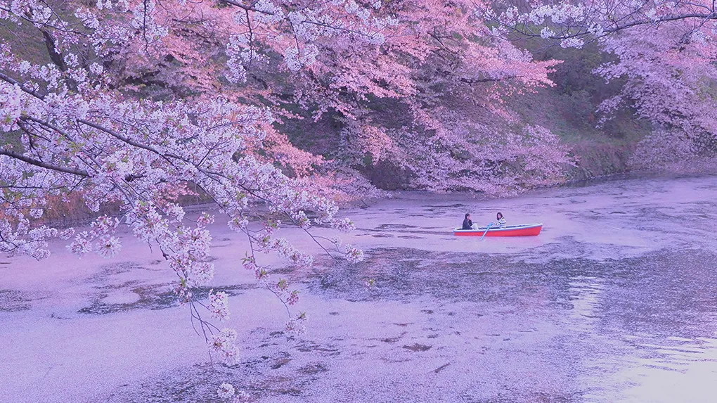 tokyo Chidorigafuchi sakura 1