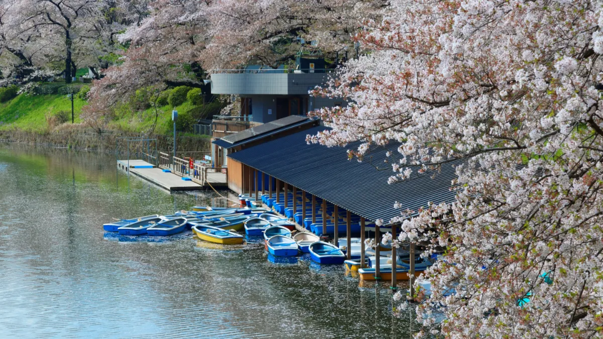 tokyo Chidorigafuchi sakura 3