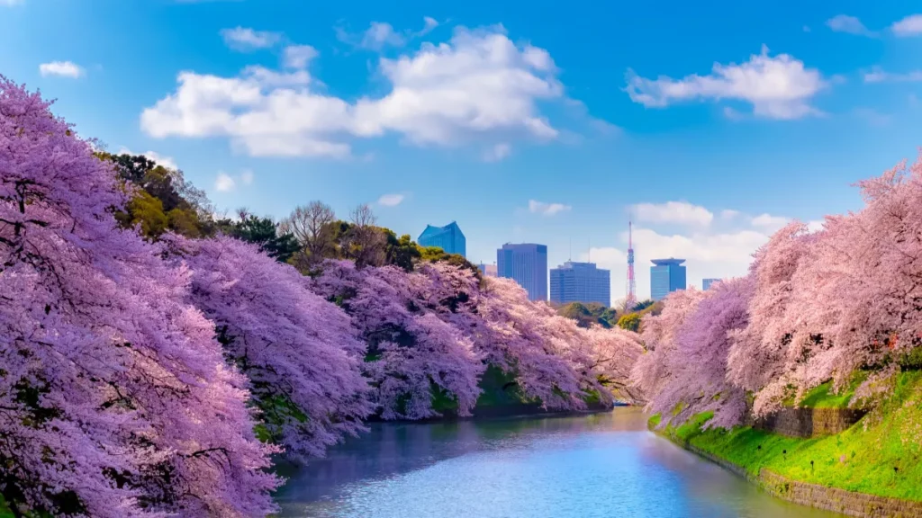 tokyo Chidorigafuchi sakura 5