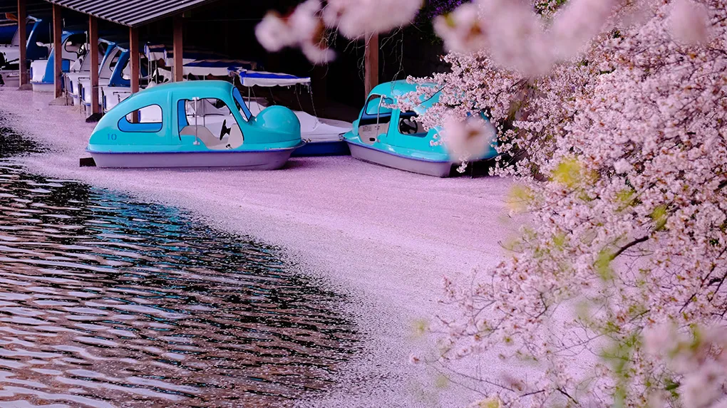 tokyo Chidorigafuchi sakura 7