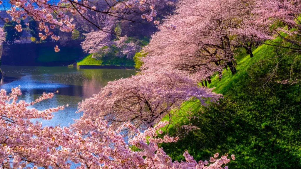 tokyo Chidorigafuchi sakura 8