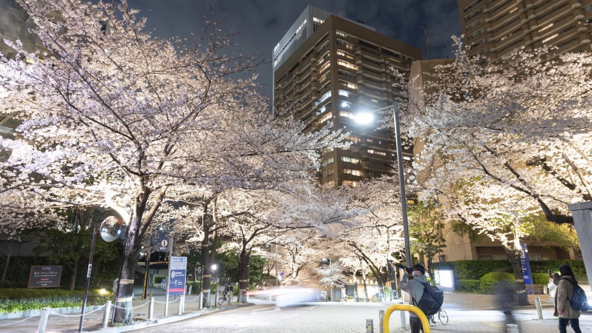 Ark Hills Sakura Festival 2026