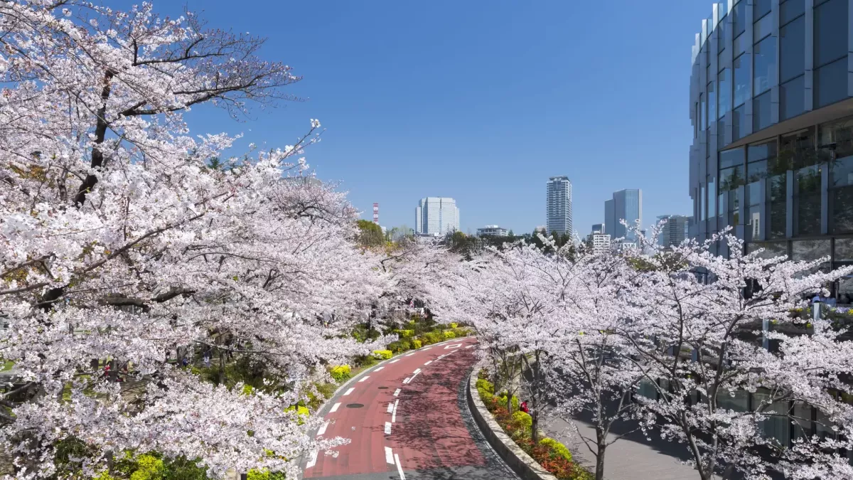 tokyo midtown blossom 0