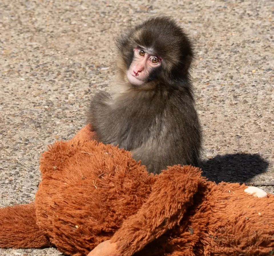 PUNCH MONKEY ICHIKAWA ZOO