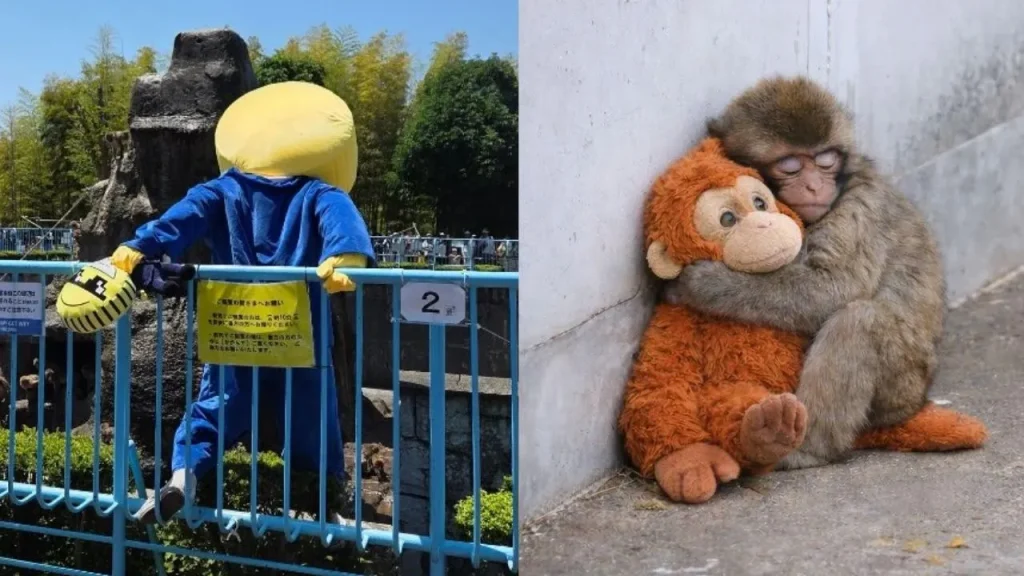 PUNCH MONKEY ICHIKAWA ZOO INTRUDER 5