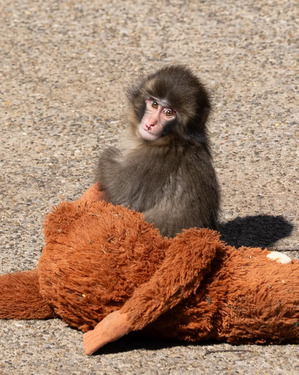 PUNCH MONKEY ICHIKAWA ZOO