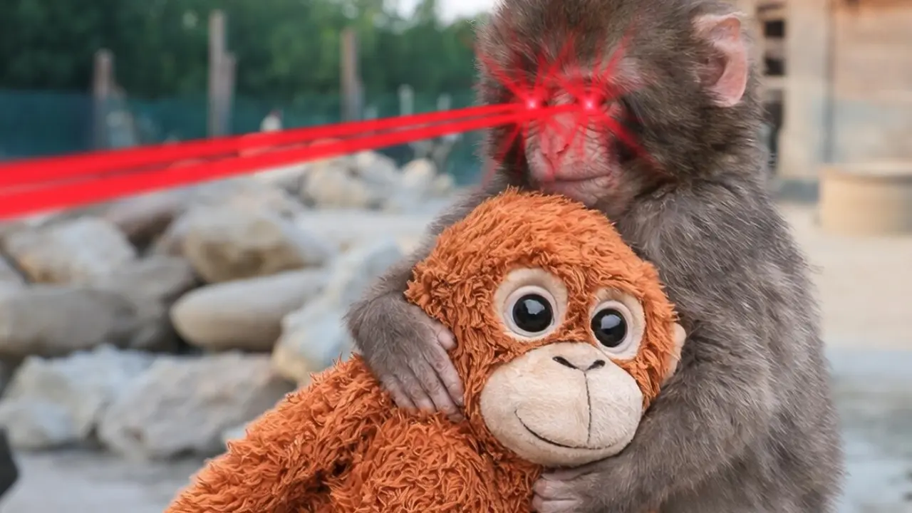 laser pointer punch monkey